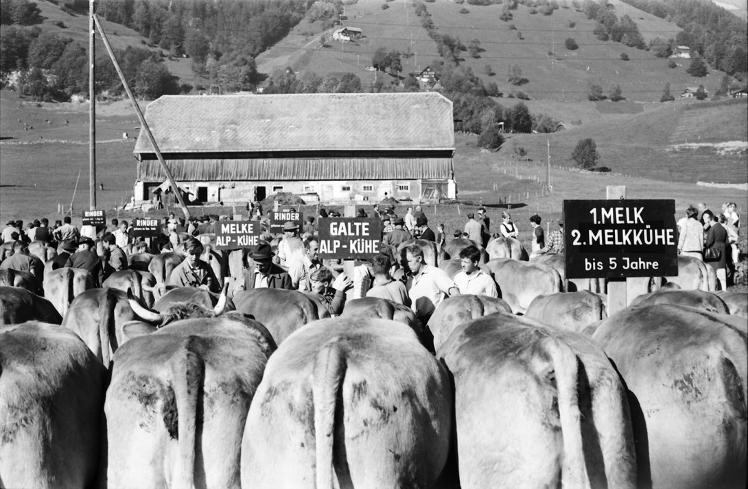 Karl Stadler - Cattle Show